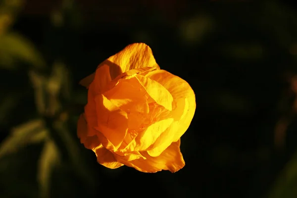 夕暮れ時の畑の黄色い花 — ストック写真