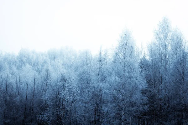 Inverno Paisagem Florestal Com Árvores Cobertas Neve — Fotografia de Stock