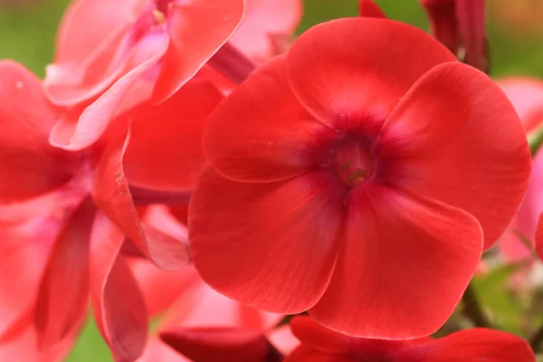 Красивые Красные Цветы Солнечный Весенний День — стоковое фото