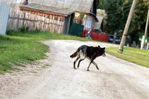 Street dog walking outdoors