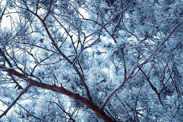 Paysage Hivernal Avec Arbres Enneigés — Photo