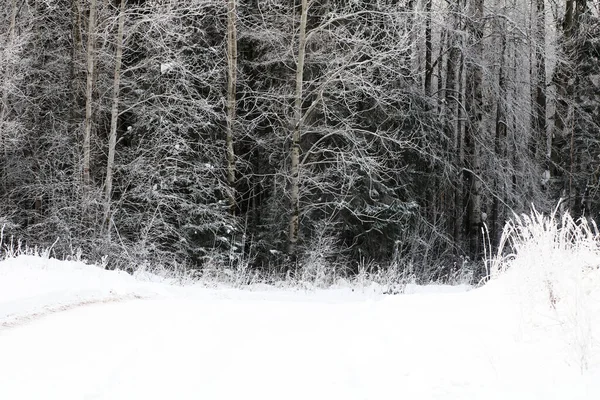 Bosque Nevado Temporada Invierno — Foto de Stock