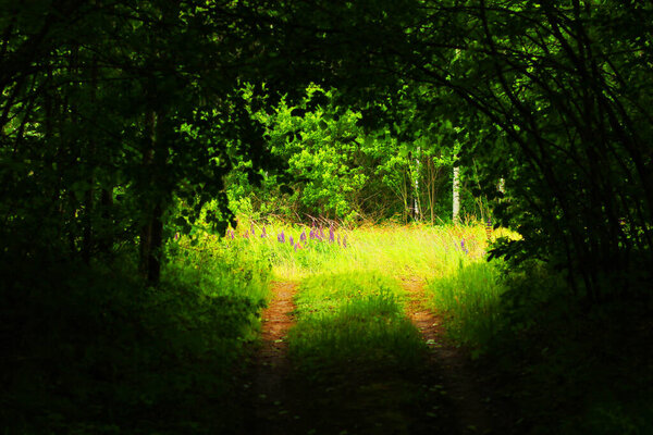 Mysterious green forest at daytime