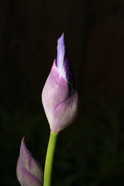 Krásná Kvetoucí Duhovka Květina Zelené Zahradě — Stock fotografie