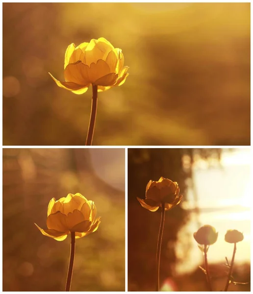 Kolaż Fotograficzny Pięknych Kwiatów — Zdjęcie stockowe