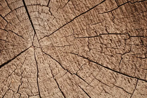 Holz Baumstumpf Hintergrund — Stockfoto