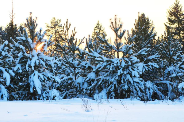 Bosque Invierno Nevado Atardecer — Foto de Stock