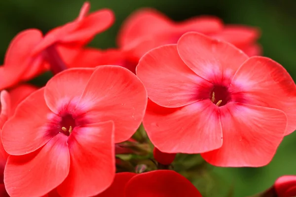 Hermosas Flores Rojas Soleado Día Primavera — Foto de Stock