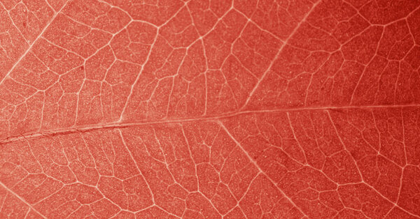 Leaf abstract modern background