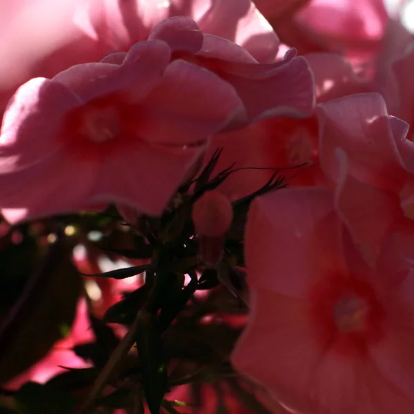 Lindas Flores Rosa Jardim — Fotografia de Stock