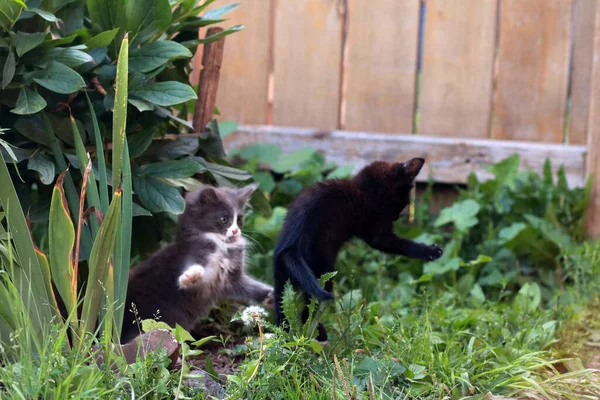 Malé Roztomilé Kočky Zahradě — Stock fotografie