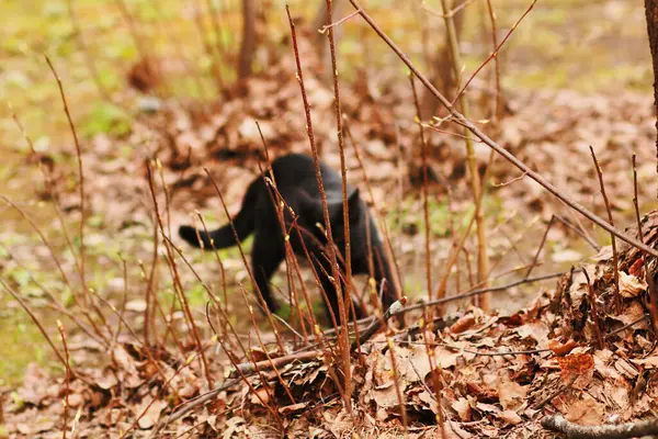 Chat Noir Sans Abri Extérieur — Photo