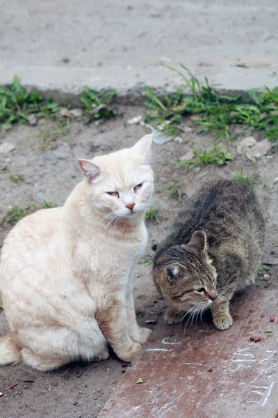 İki sevimli kedi dışarıda.