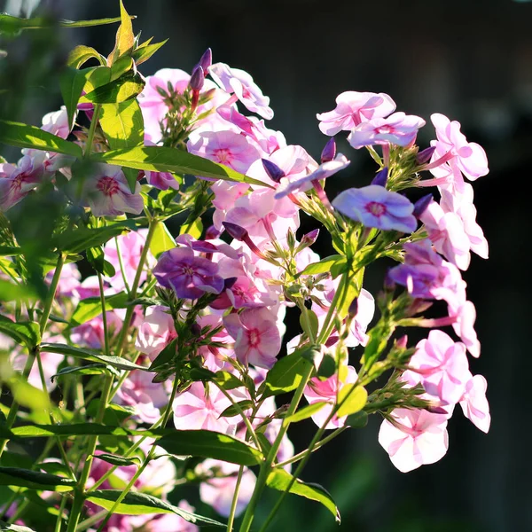 Schöne Rosa Blumen Garten — Stockfoto