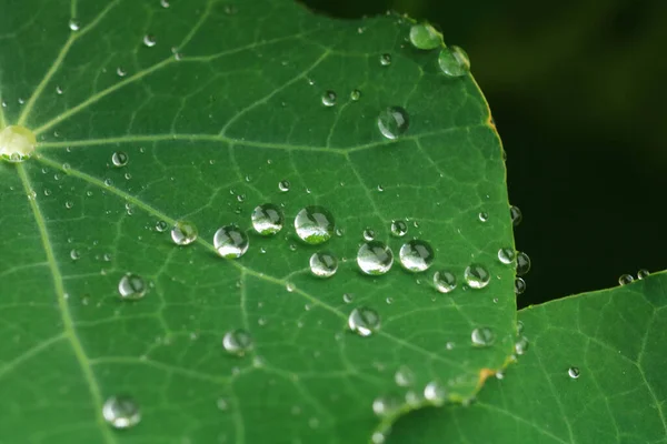 Feuille Verte Avec Gouttes Eau — Photo