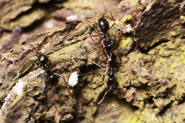 Semut Hitam Hutan Menutup — Stok Foto