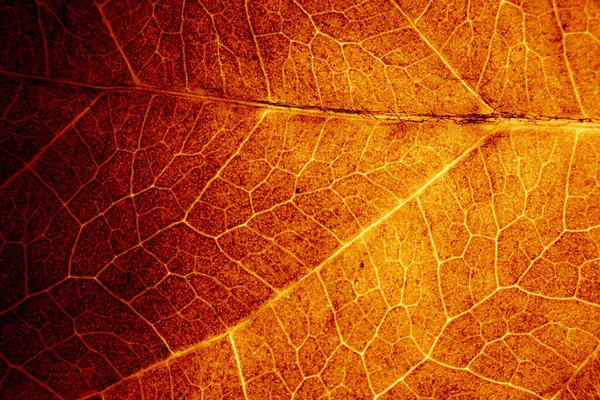 Blatt Abstrakten Modernen Hintergrund — Stockfoto