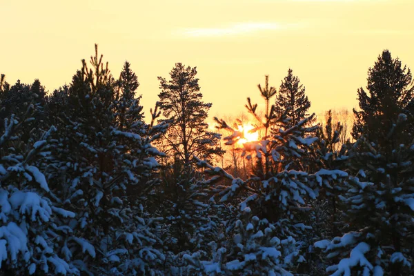 Sněžný Zimní Les Při Západu Slunce — Stock fotografie