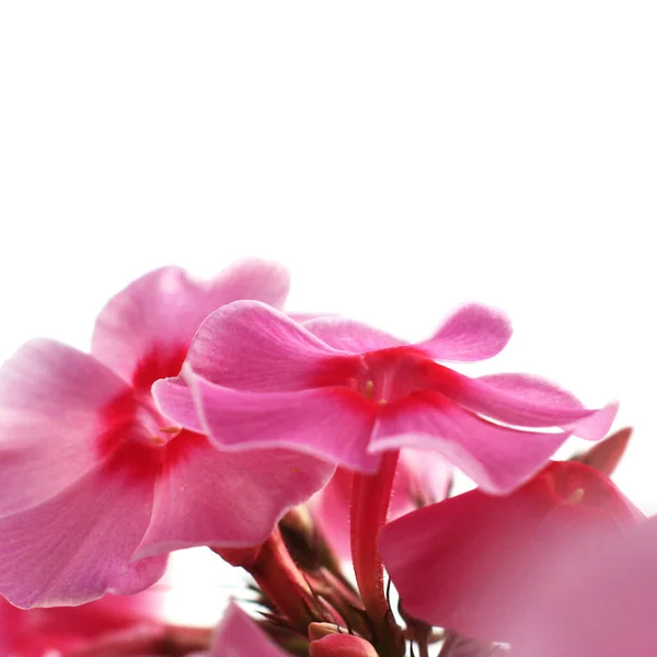 Schöne Rosa Blüten Einem Sonnigen Frühlingstag — Stockfoto