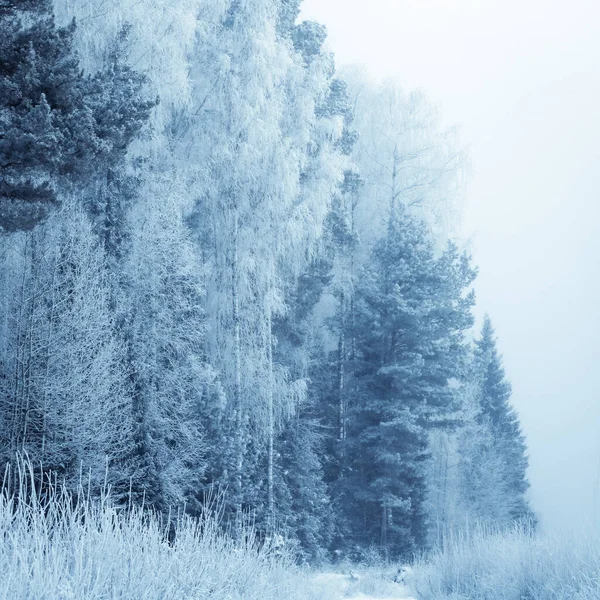 Paisaje Del Bosque Invierno Con Árboles Cubiertos Nieve — Foto de Stock