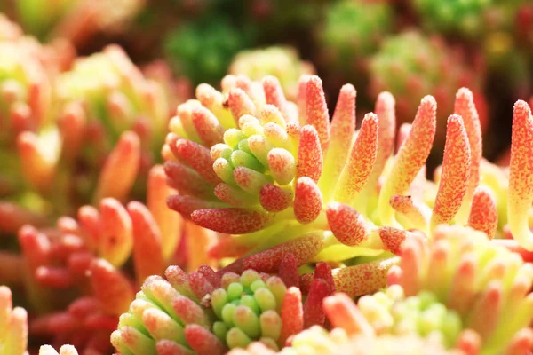 Bahçedeki renkli çiçekler. Kapatın.