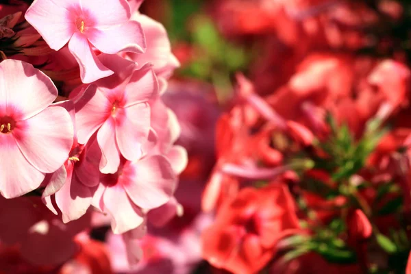 Mooie Roze Bloemen Tuin — Stockfoto