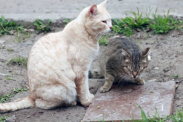 Két Aranyos Macska Szabadban — Stock Fotó
