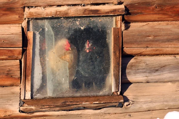 Trähus Med Höns Glasfönster — Stockfoto