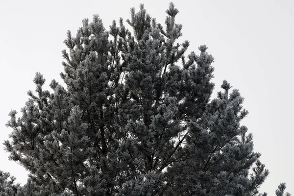 Snowy Forest Winter Season — Stock Photo, Image