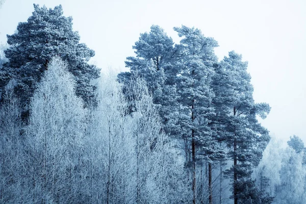 Vinter Skog Landskap Med Snötäckta Träd — Stockfoto
