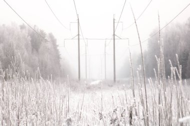 Kış mevsiminde karlı orman