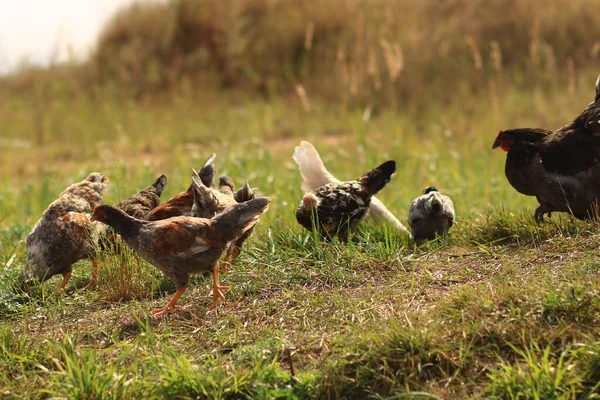 Groep Hanen Kippen Groene Weide — Stockfoto