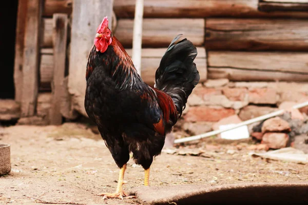 stock image Rooster or chicken outdoor on farm 