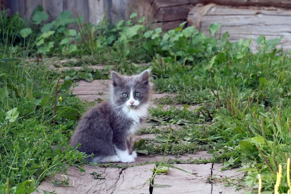 Piccolo Gatto Carino Giardino — Foto Stock