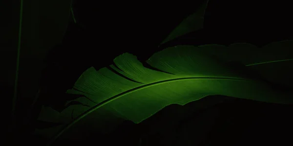 绿叶植物分枝近视 — 图库照片