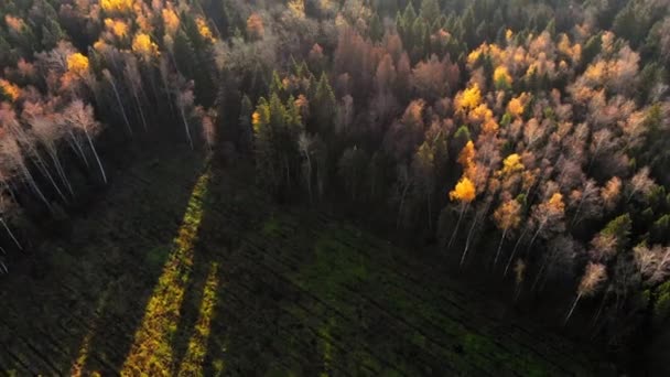 秋の森と素晴らしい風景 — ストック動画