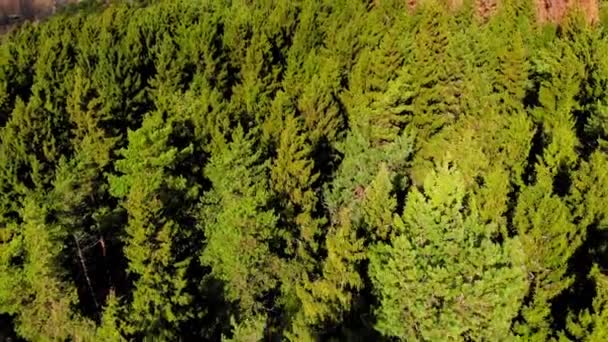 Paisagem incrível com floresta de coníferas — Vídeo de Stock