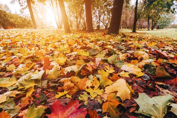 Leaves on ground — Stock Photo, Image