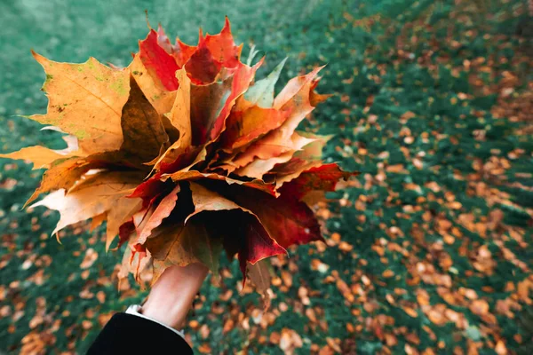 Girl holding in hand yellow red orange maple leaves bouquet — Stock Photo, Image