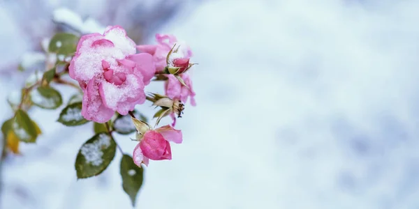 Frozen and wilted pink rose under snow. — Stock Photo, Image