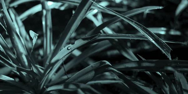 Рослинні гілки з зеленим листям крупним планом — стокове фото