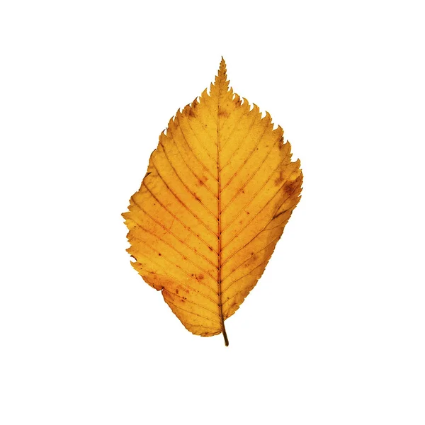 Yellow leaf isolated on white background — Stock Photo, Image