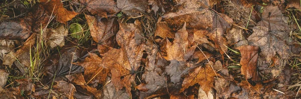 Blätter am Boden — Stockfoto