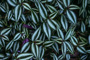 Yeşil yapraklı dallar yakın görüş alanında.