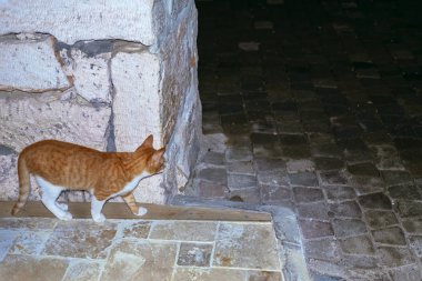 Sokakta yürüyen sevimli benekli kedi.