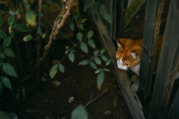 Entzückende gefleckte Katze, die auf der Straße läuft — Stockfoto