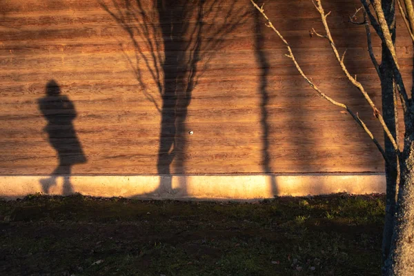 Γυναικεία σκιά σε ξύλινο τοίχο με δέντρο — Φωτογραφία Αρχείου