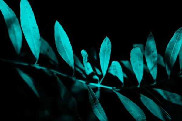 Φωτεινά μπλε φύλλα πάνω θέα μινιμαλιστικό φόντο — Φωτογραφία Αρχείου