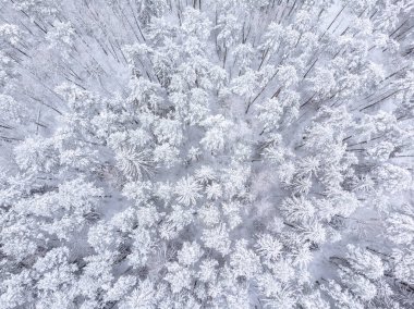 Karların altındaki ağaçlarla güzel bir manzara.