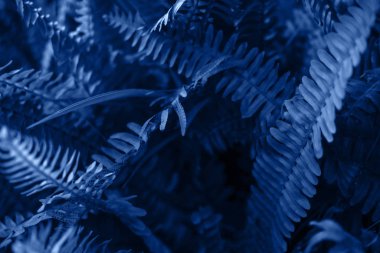 Parlak mavi yaprakları üst görünümü minimalist arka plan